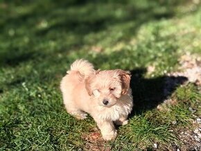 Maltipoo