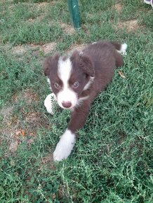 Border kólia  - Border collie