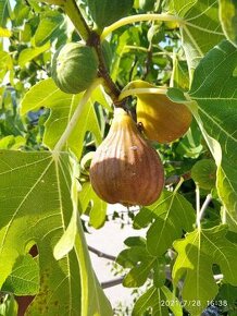 Figovniky (ficus carica) - Rodiace stromčeky