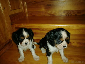 Cavalier King Charles Spaniel