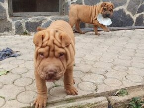 Shar-pei