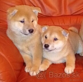 Shiba Inu