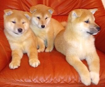 Shiba Inu