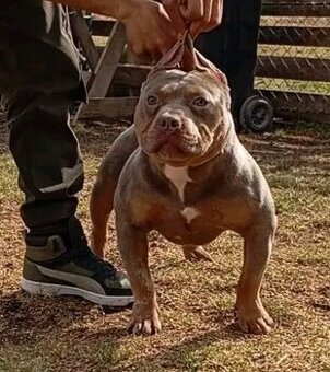 American bully pocket