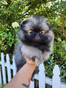 Pomeranian mini Boo