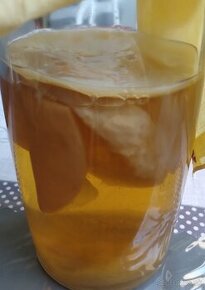 Kombucha materská huba scoby