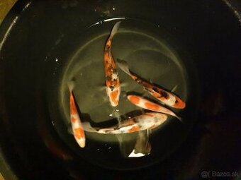 Koi