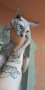 Sphynx - 1