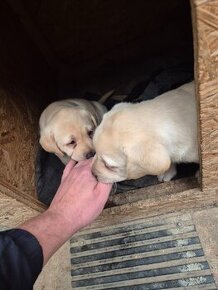 Labrador Retriever