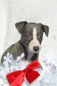 Whippet, vipet s PP fenka modrá