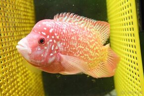 Flowerhorn King Kamfa Golden Basse Fader samica