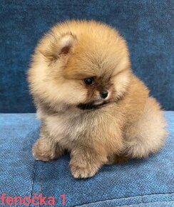 Pomeranian mini Boo