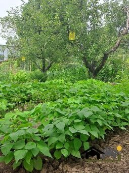 Top lokalita - záhradka na Chrenovej