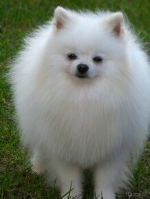 Pomeranian s PP