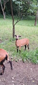 Kamerunske ovce - 1