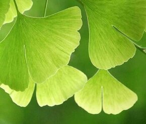 Ginko Biloba