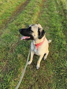 Turecky kangal