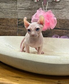 Sphynx ELF