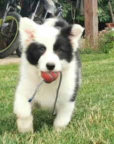 Border Collie, kolia