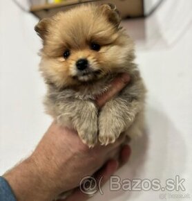 Pomeranian