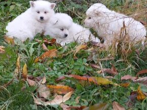 Nemecký špic - krásne šteniatka k odberu začiatkom decembra