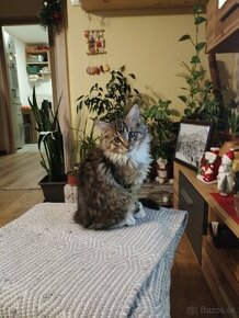 Maine Coon / Mainska Myvalia