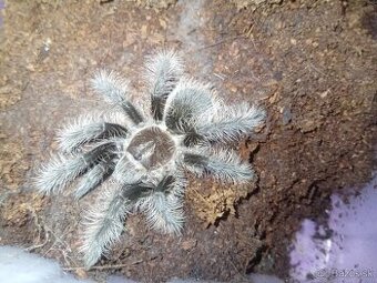 Tliltocatl albopilosus nicaragua, pavúk, tarantula