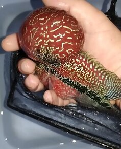 Flowerhorn male VIP SRD