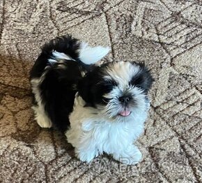 Shih-tzu