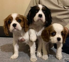 cavalier king charles spaniel