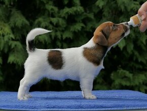 Jack russell terier - 1