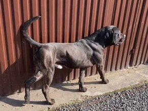 Cane Corso