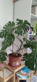 Monstera