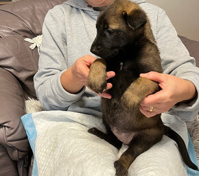 Belgický ovčiak Malinois