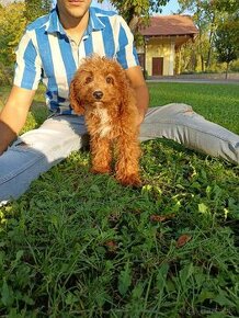 Cavapoo - 1