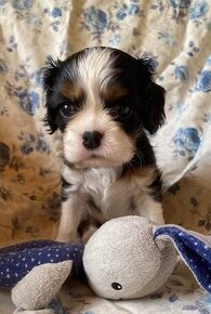 Cavalier king Charles spaniel s PP