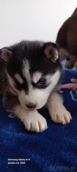 Sibirsky husky steniatka