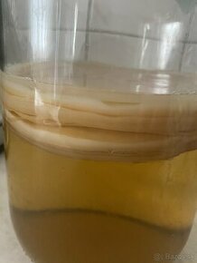 Scoby / kombucha