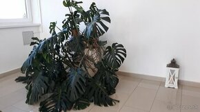 izbová rastlina Monstera Deliciosa