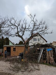 Strihanie a orez ovocných stromov západné Slovensko