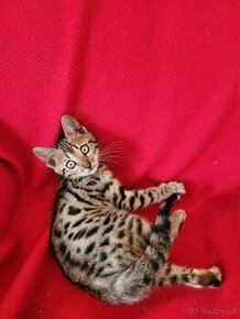 Bengalská mačka - 1