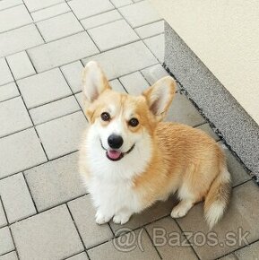 Welsh Corgi