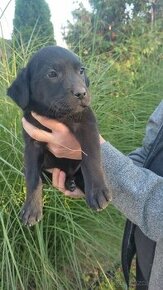 Labradorsky retriever - 1