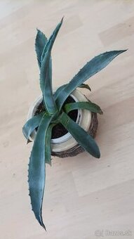 Agave