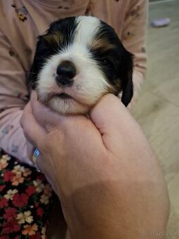 Cavalier King Charles Spaniel