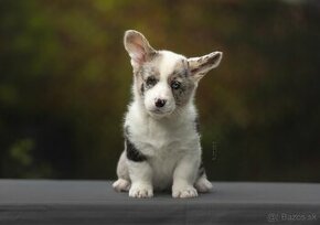 Welsh corgi cardigan steniata.