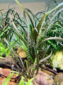 Cryptocoryne balansae