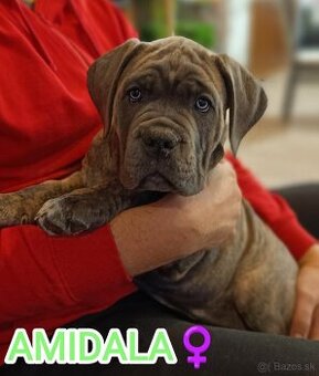 AMIDALA šteniatko CANE CORSO s pp