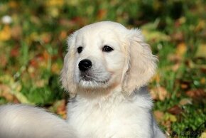 Zlatý retriever/ Golden retriever