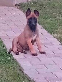 Predám belgicky ovciak malinois